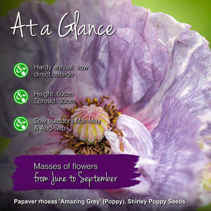 Papaver rhoeas 'Amazing Grey' (Poppy) Seeds