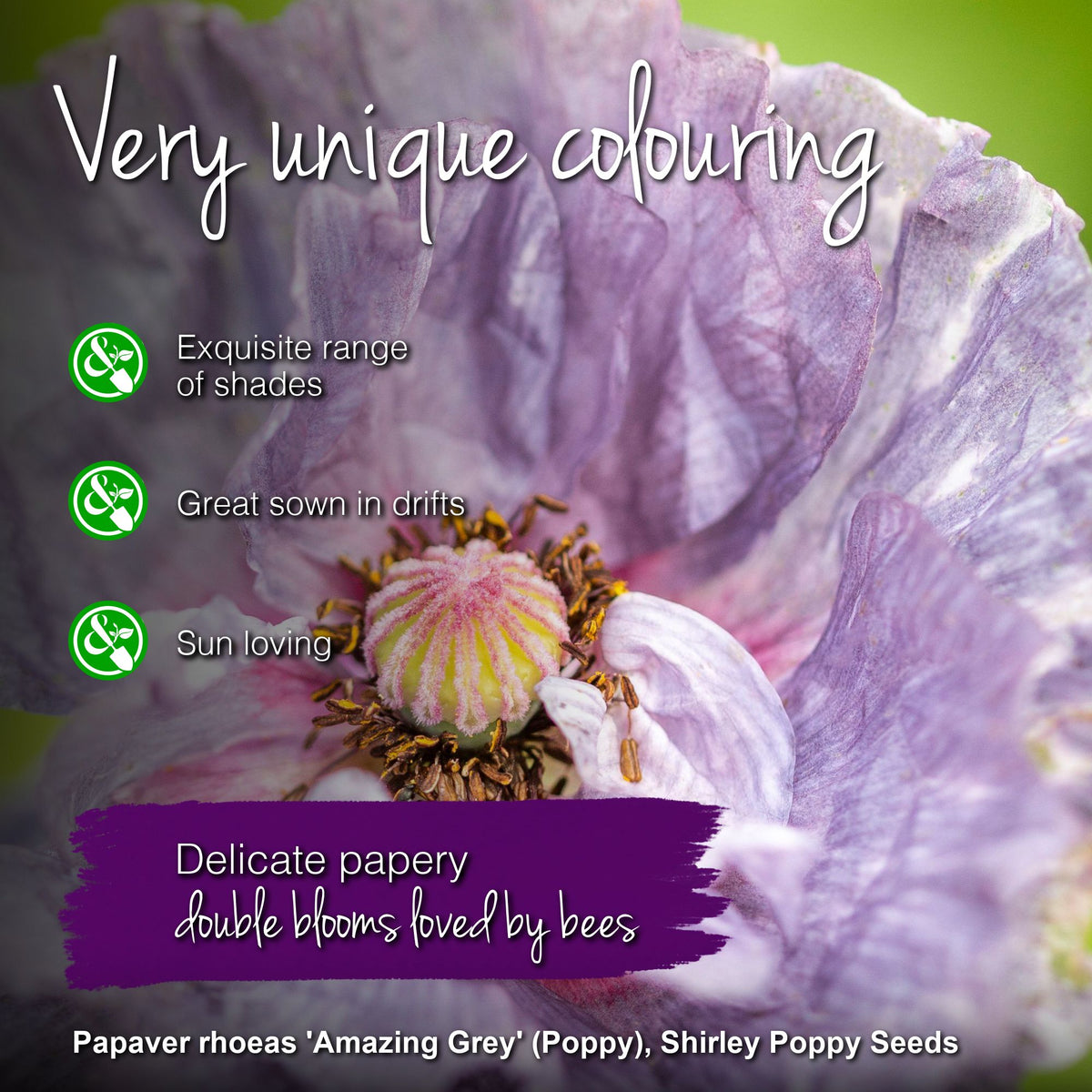 Papaver rhoeas 'Amazing Grey' (Poppy) Seeds