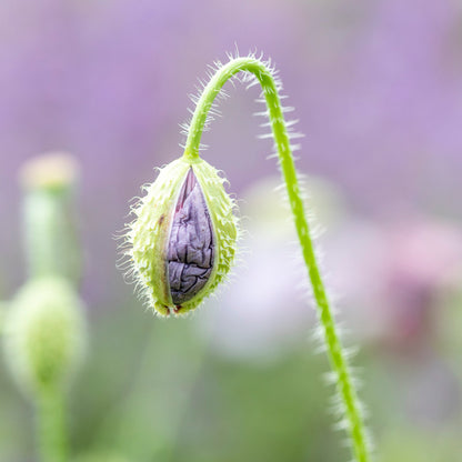 Papaver rhoeas 'Amazing Grey' (Poppy) Seeds