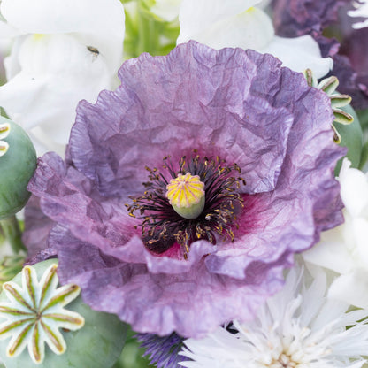Papaver rhoeas 'Amazing Grey' (Poppy) Seeds