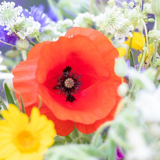Papaver rhoeas (Poppy) Seeds