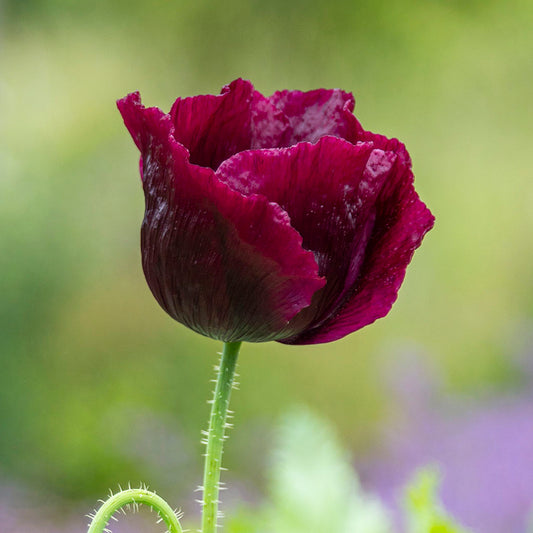 Papaver somniferum 'Lauren's Grape' (Poppy) Seeds