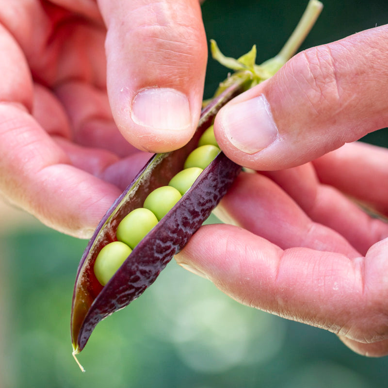 Pea 'Purple Podded' Seeds