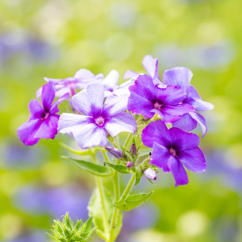 Phlox drummondii 'Moody Blues' Seeds