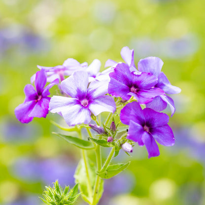 Phlox drummondii 'Moody Blues' Seeds