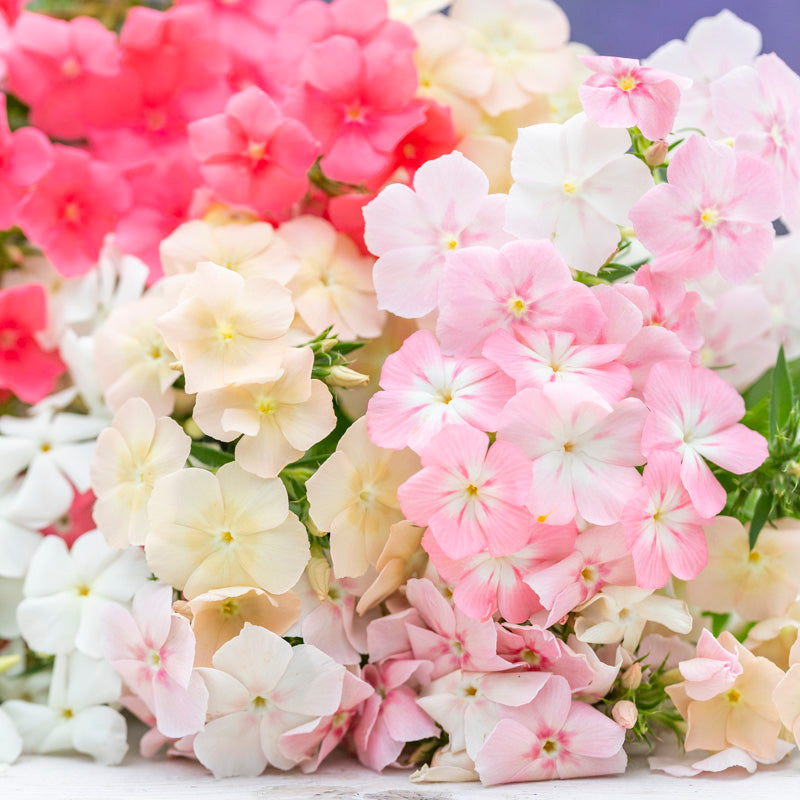 Phlox drummondii 'Phlox of Sheep' Seeds