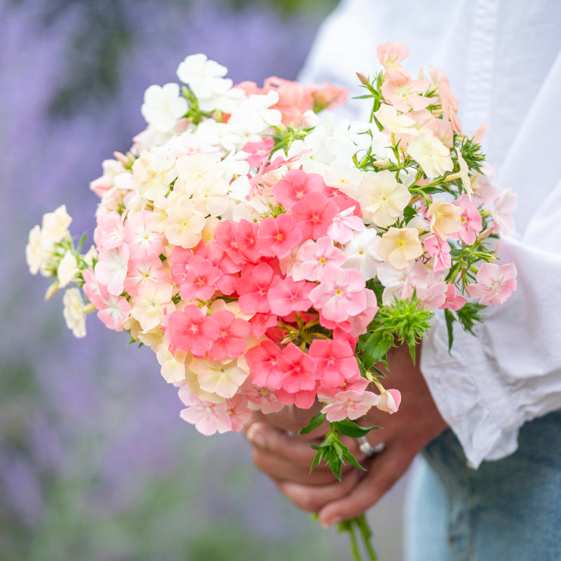 Phlox drummondii 'Phlox of Sheep' Seeds