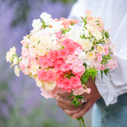 Phlox drummondii 'Phlox of Sheep' Seeds