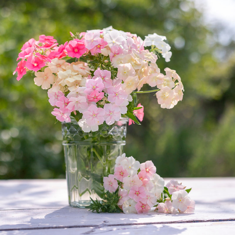 Phlox drummondii 'Phlox of Sheep' Seeds