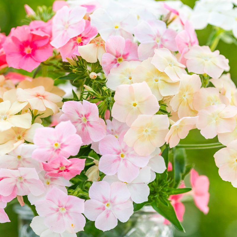 Phlox drummondii 'Phlox of Sheep' Seeds