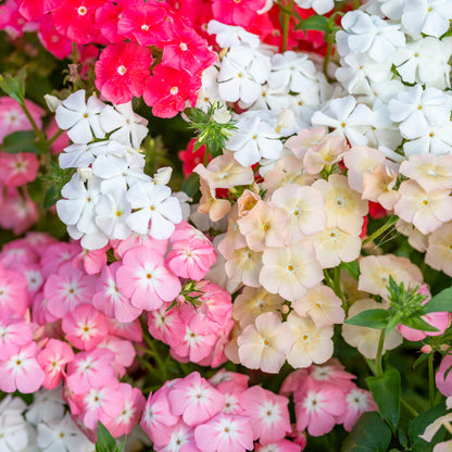 Phlox drummondii 'Phlox of Sheep' Seeds