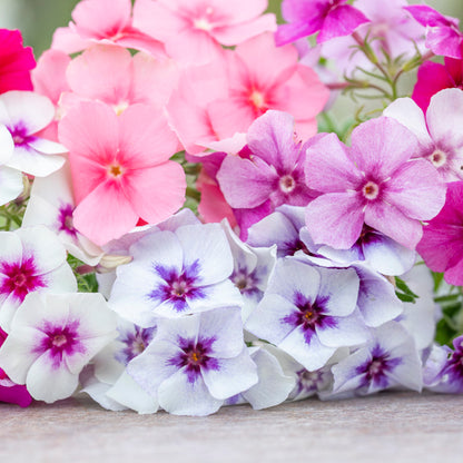 Phlox drummondii 'Tapestry' Seeds