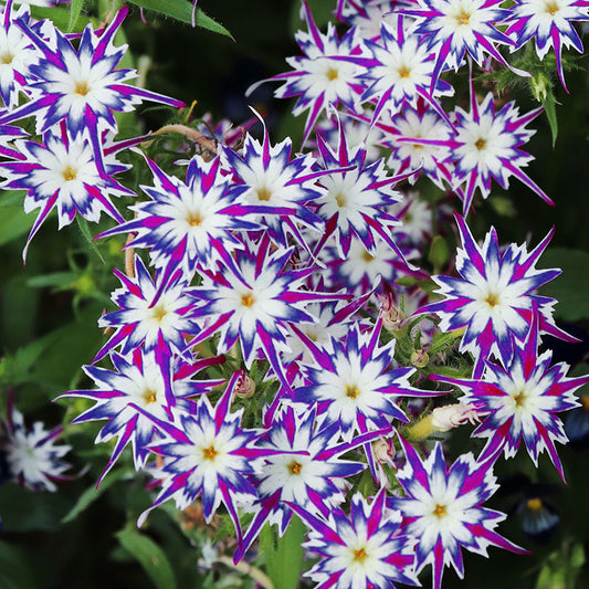 Phlox drummondii 'Twinkling Beauty' Seeds