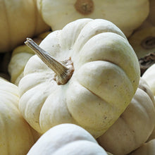 Load image into Gallery viewer, Pumpkin &#39;Baby Boo&#39; Seeds

