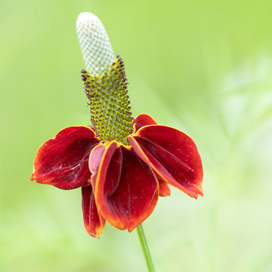 Ratibida columnifera f. pulcherrima 'Red Midget' Seeds