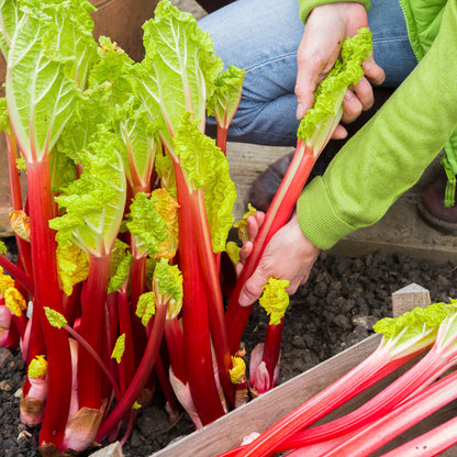 Rhubarb 'Victoria' Seeds