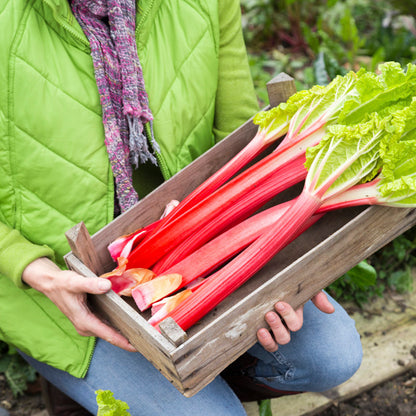 Rhubarb 'Victoria' Seeds