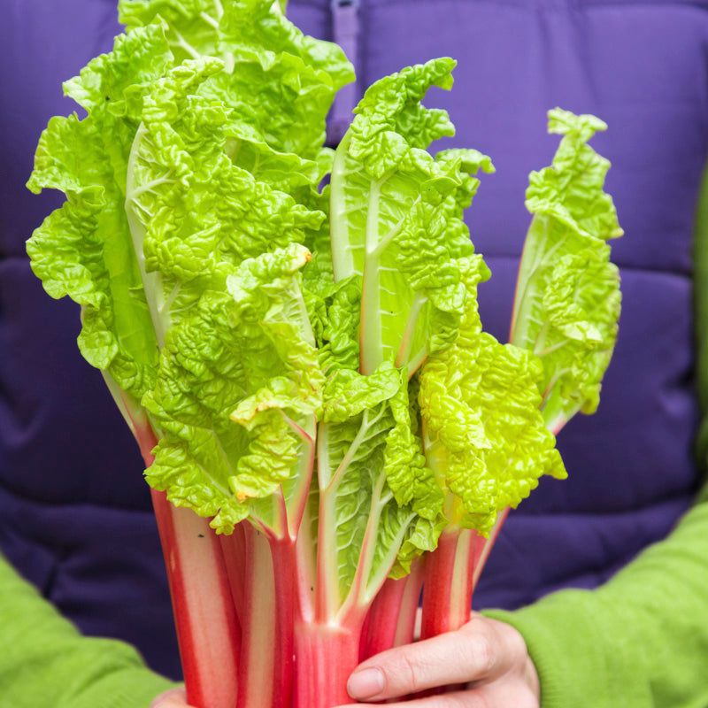 Rhubarb 'Victoria' Seeds
