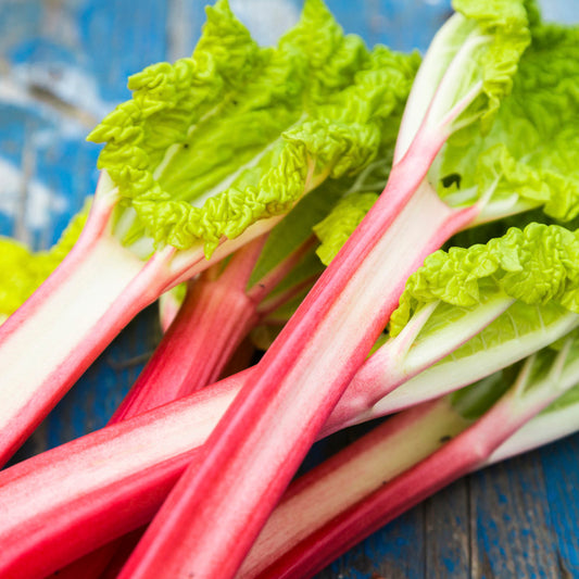 Rhubarb 'Victoria' Seeds