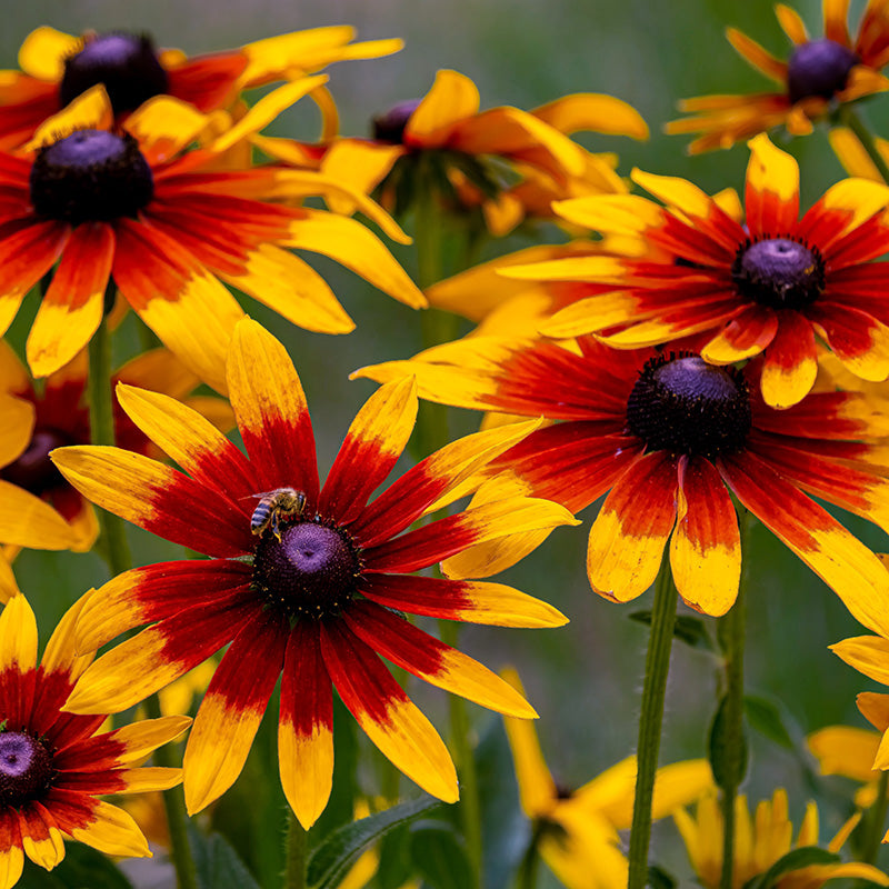 Fall Rudbeckia Rudbeckia hirta 'Autumn Forest' Seeds – Stocks & Green