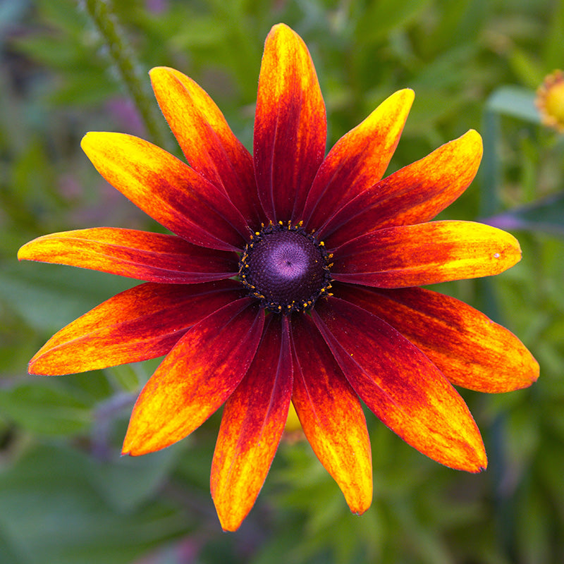 Fall Rudbeckia Rudbeckia hirta 'Autumn Forest' Seeds – Stocks & Green