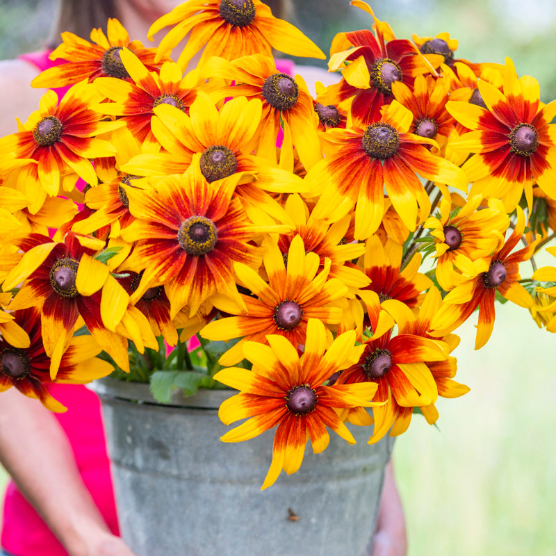 Rudbeckia hirta 'Autumn Forest' Seeds – Stocks & Green