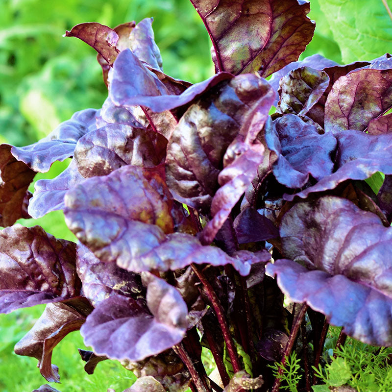 Salad Leaf Beetroot 'Bulls Blood' Seeds