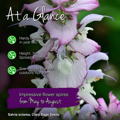 Salvia sclarea - Clary Sage Seeds