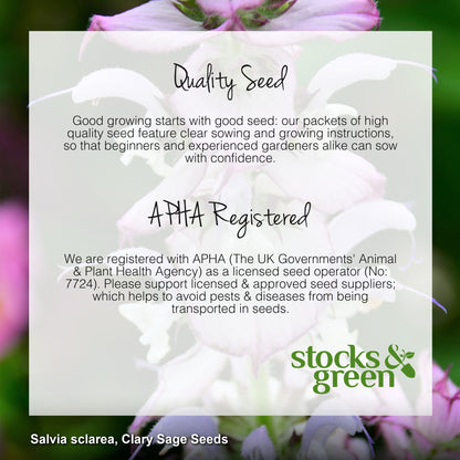 Salvia sclarea - Clary Sage Seeds