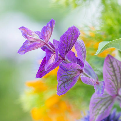 Salvia viridis 'Blue Monday' Seeds