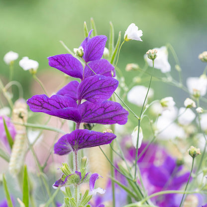 Salvia viridis 'Blue Monday' Seeds
