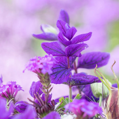 Salvia viridis 'Blue Monday' Seeds