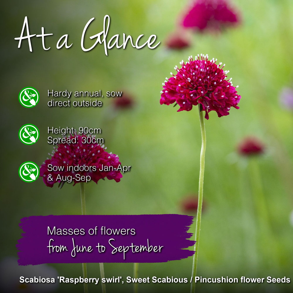 Scabiosa 'Raspberry Swirl' Seeds