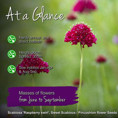 Scabiosa 'Raspberry Swirl' Seeds