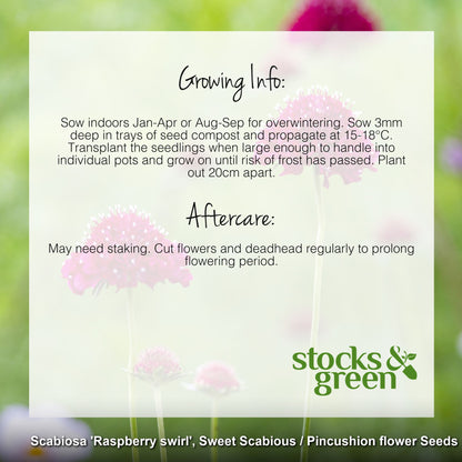 Scabiosa 'Raspberry Swirl' Seeds