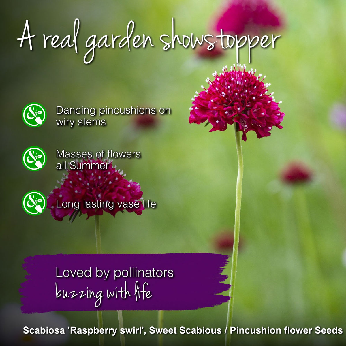 Scabiosa 'Raspberry Swirl' Seeds