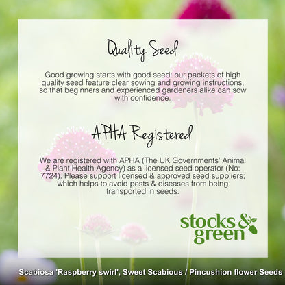 Scabiosa 'Raspberry Swirl' Seeds