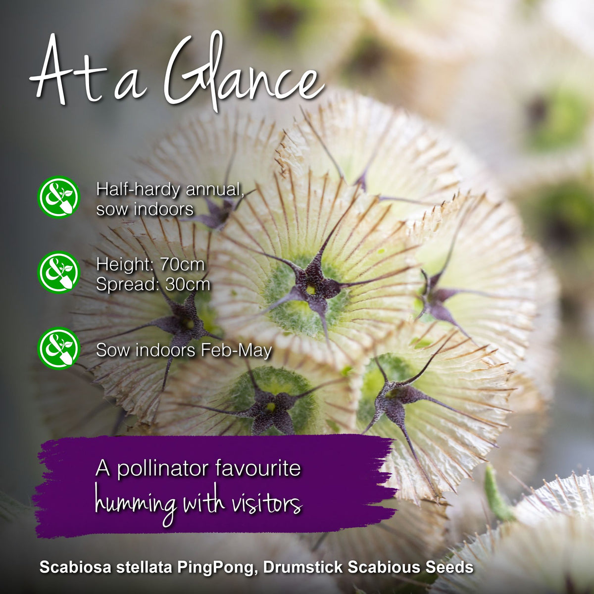 Scabiosa stellata 'Ping Pong' Seeds