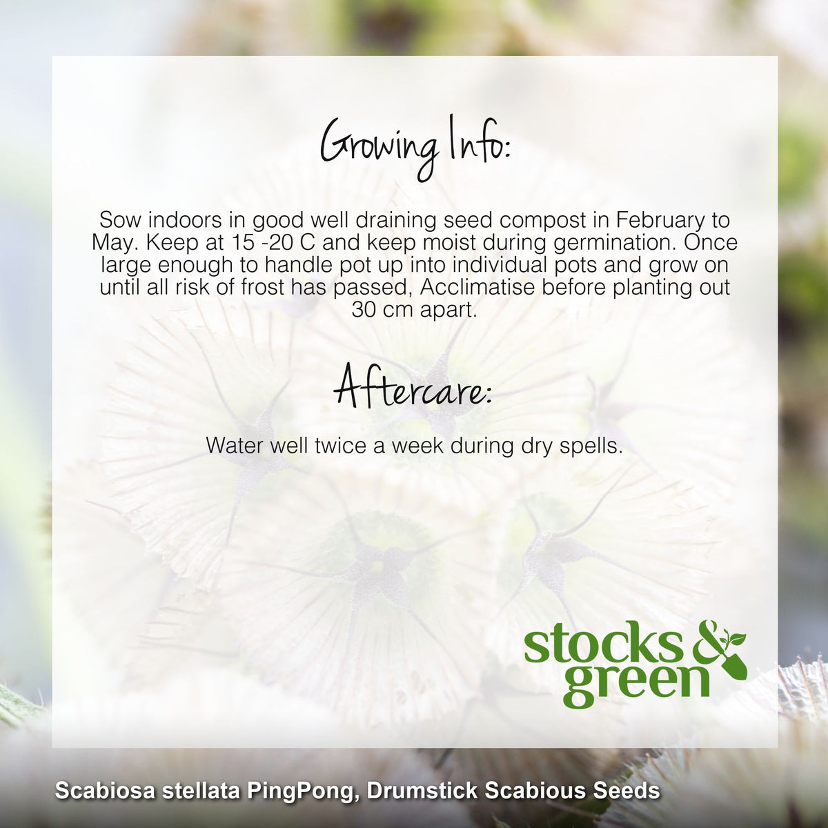 Scabiosa stellata 'Ping Pong' Seeds