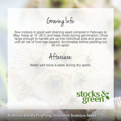 Scabiosa stellata 'Ping Pong' Seeds