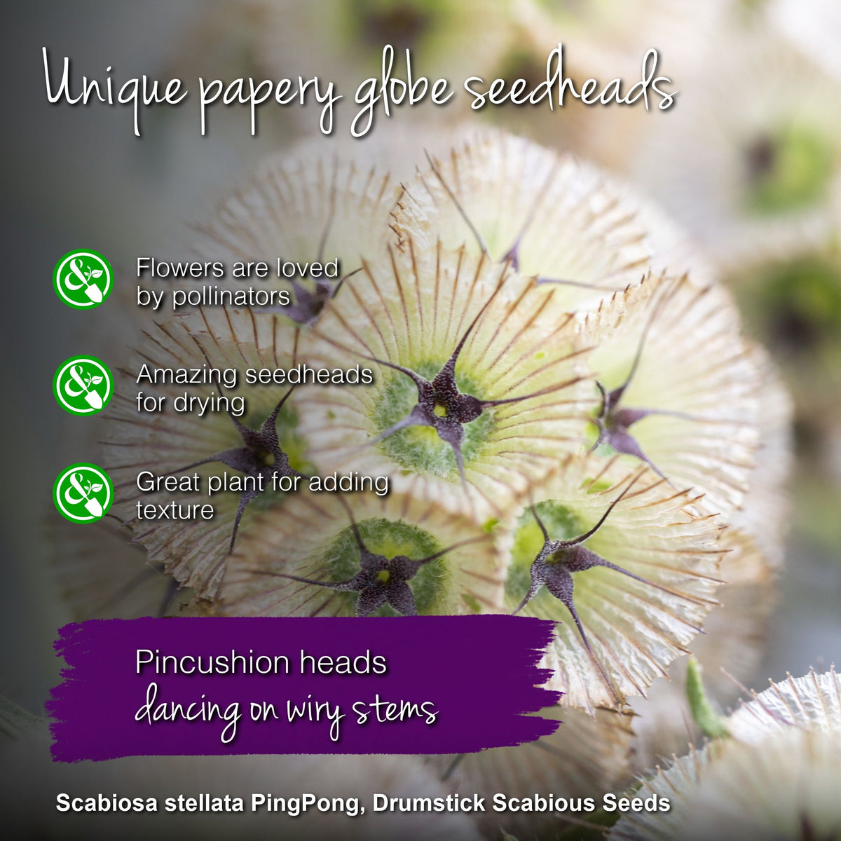 Scabiosa stellata 'Ping Pong' Seeds