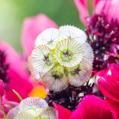 Scabiosa stellata 'Ping Pong' Seeds