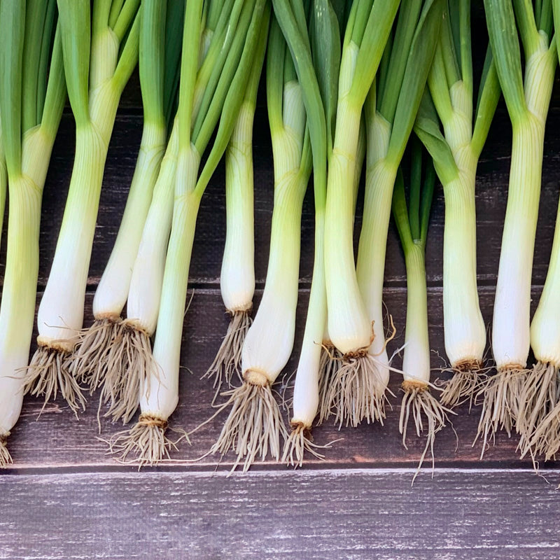 Spring Onion 'White Lisbon' Seeds – Stocks & Green