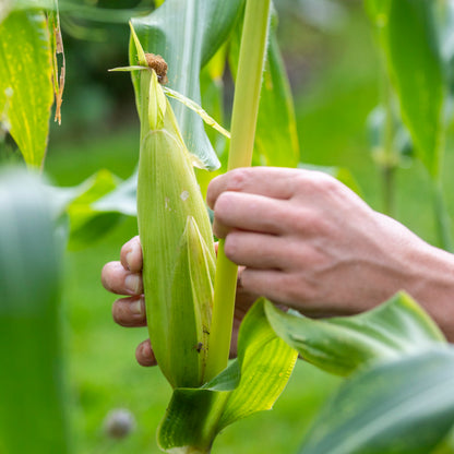 Sweetcorn 'Early Bird' Seeds