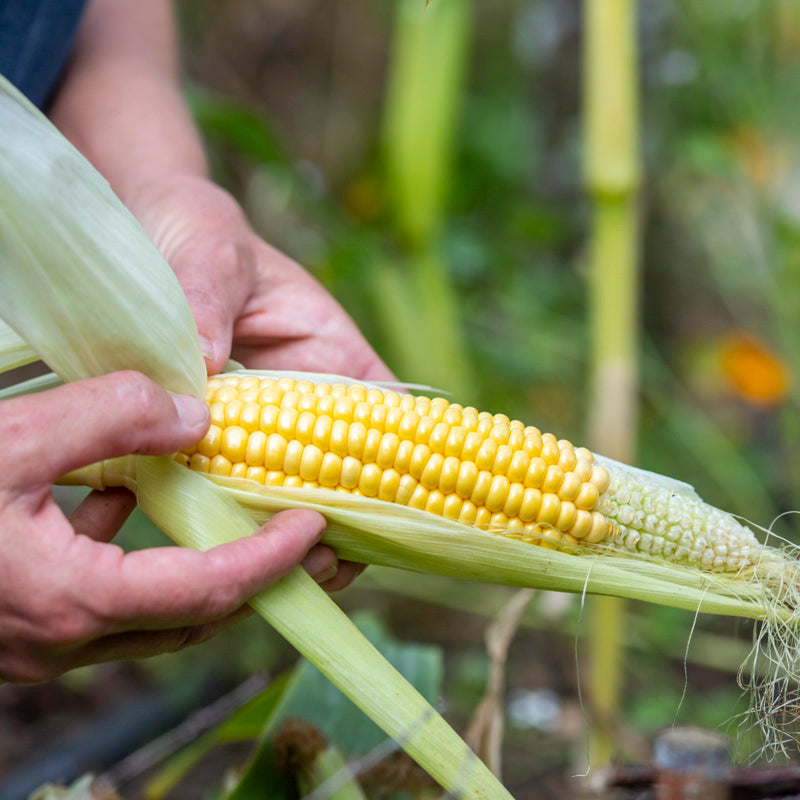 Sweetcorn 'Early Bird' Seeds