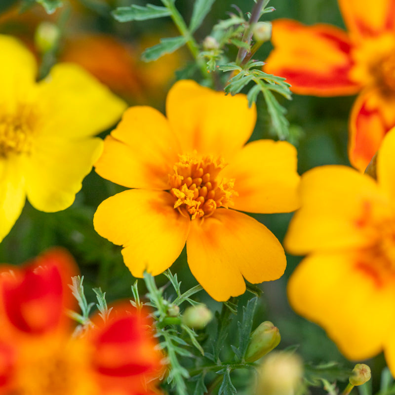 Tagetes 'Starfire Mix' Seeds