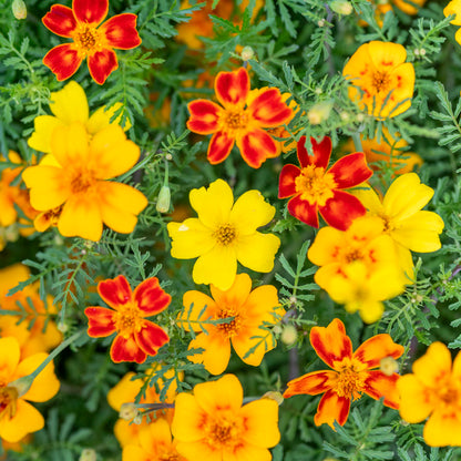 Tagetes 'Starfire Mix' Seeds
