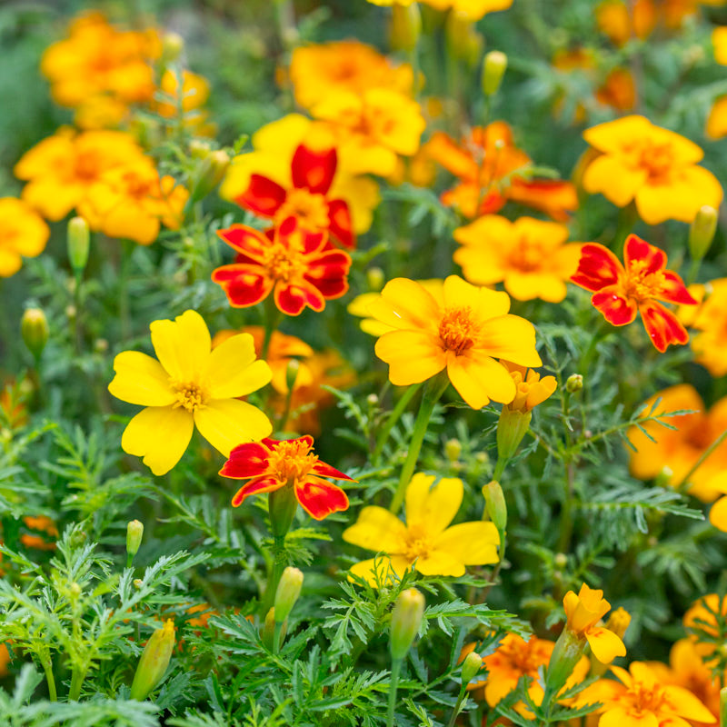 Tagetes 'Starfire Mix' Seeds – Stocks & Green