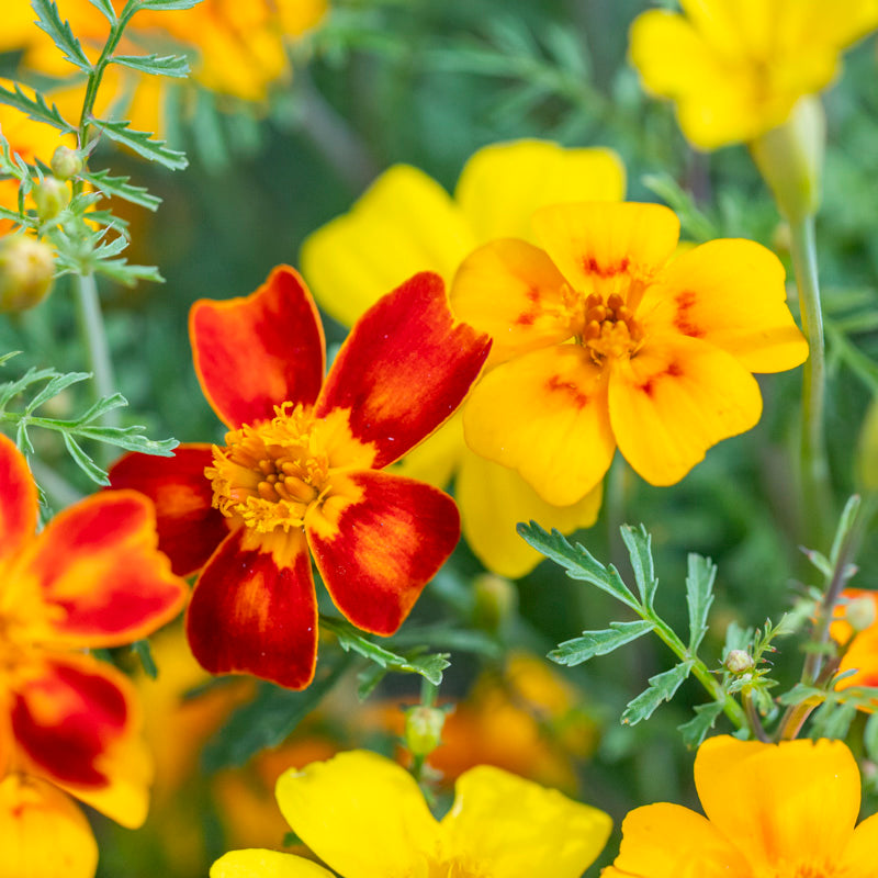 Tagetes 'Starfire Mix' Seeds