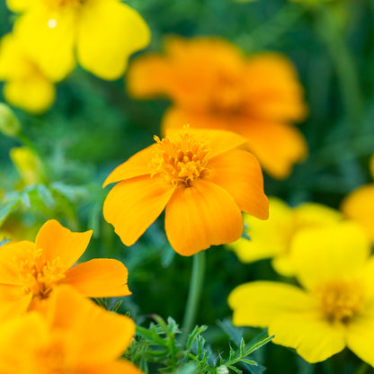 Tagetes 'Tangerine Gem' Seeds